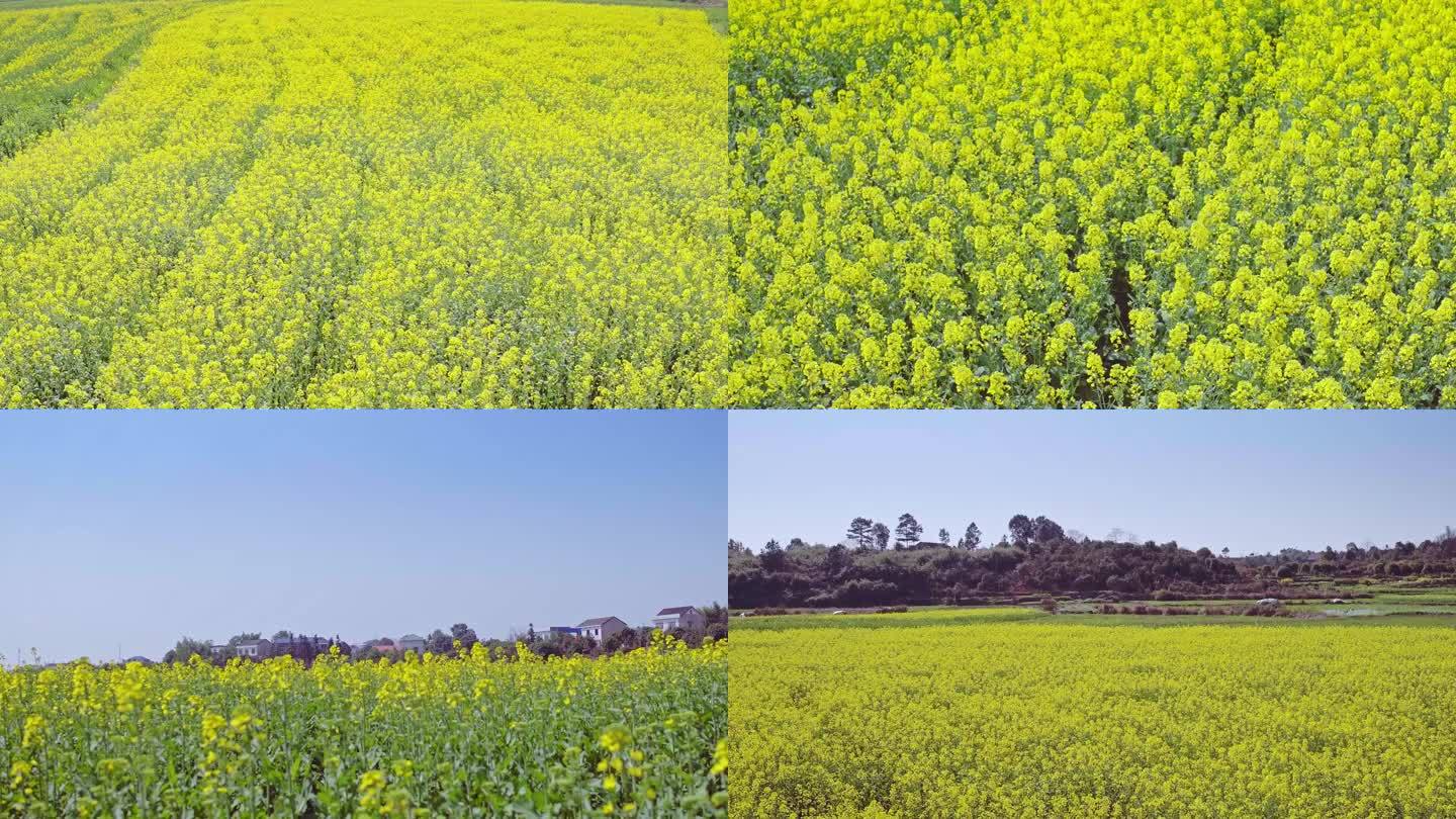 4K 航拍 油菜花海 油菜花 2