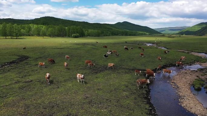 草原 牧场 航拍 牛群 内蒙