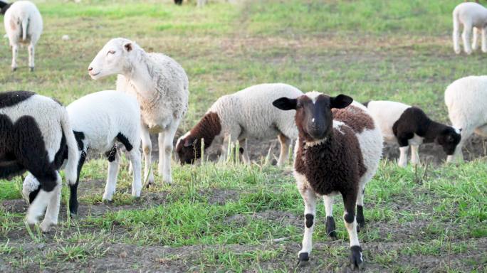 在草地上吃草的绵羊和山羊