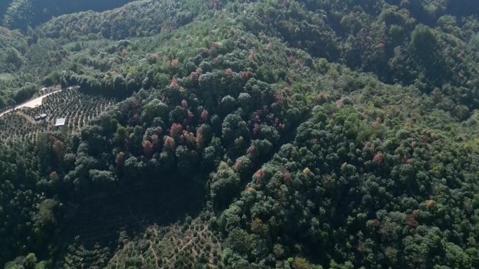 赣南脐橙大山生态果园农场