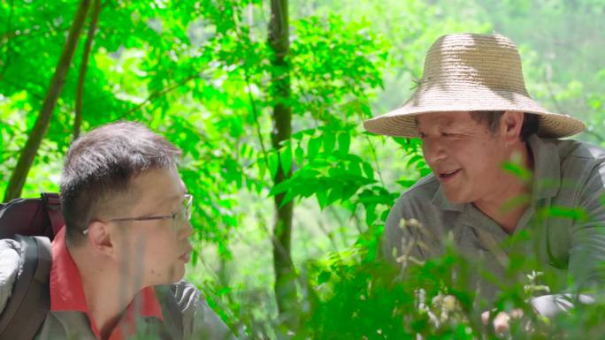 工人上山采摘霍山石斛天然石斛种植基地