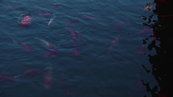 池塘里的红鲤鱼群花鲤鱼锦鲤
