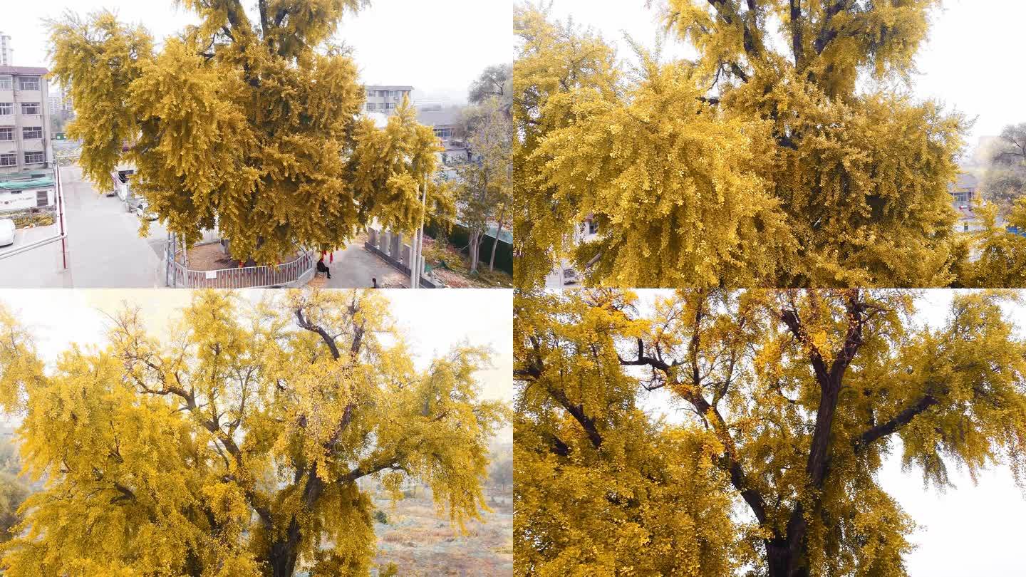 航拍千年古银杏树的秋天