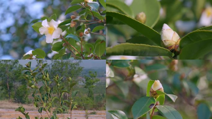 油茶花