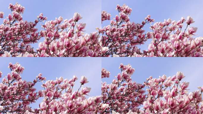 夏季粉红木兰花木唯美春风自然植物鲜花树叶