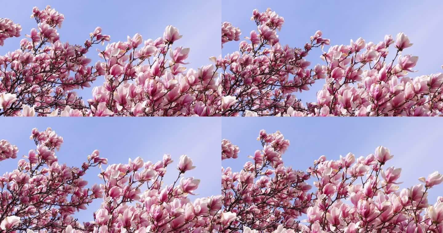 夏季粉红木兰花木唯美春风自然植物鲜花树叶
