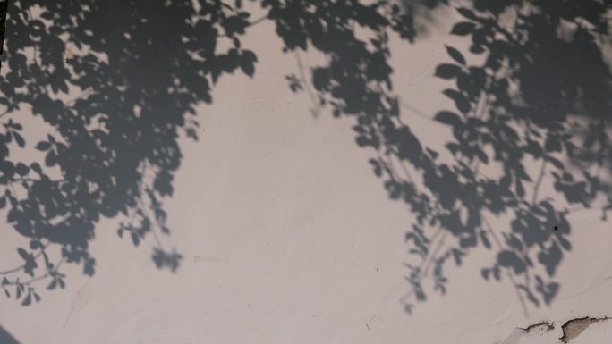 【4K实拍】9s 白墙上的树影