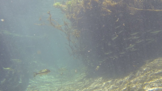 Bluegill和Largemouth鲈鱼在水流中水生植物悬垂下加入浅滩保护区
