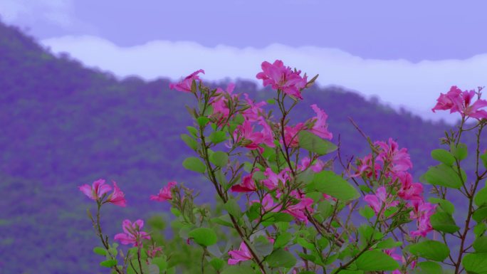 粉红色的花在山间随风摇曳