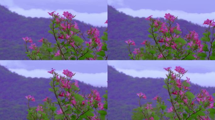 粉红色的花在山间随风摇曳