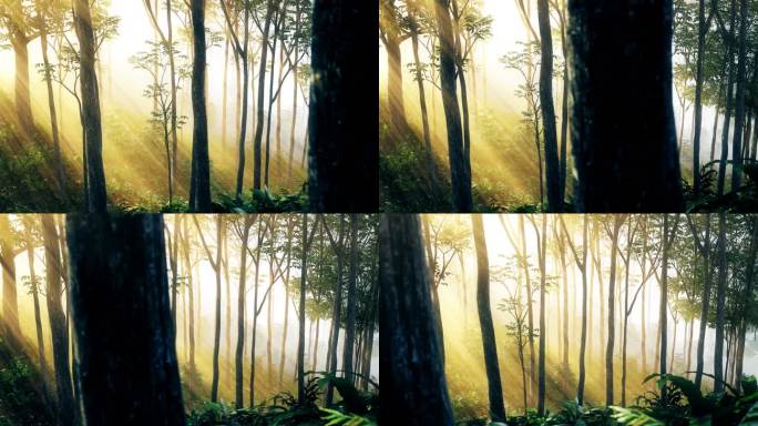 4K阳光下的森林