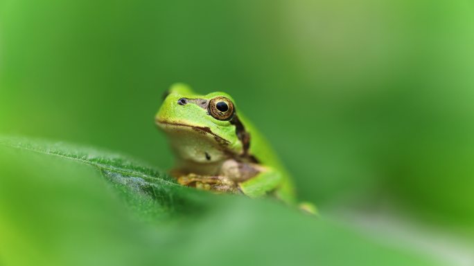 宏视频花园里的小绿青蛙在叶子上