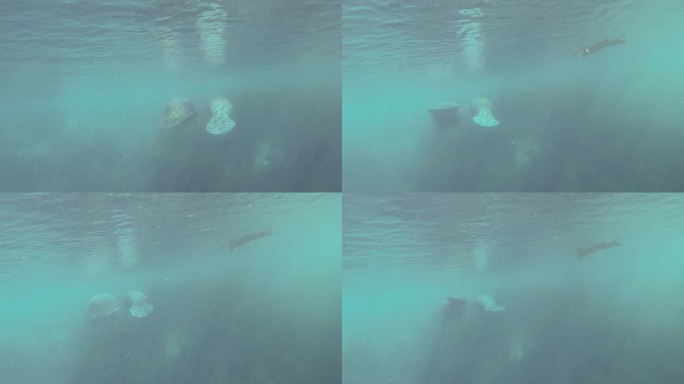 海牛在稍暗的水中游泳的水下后视图