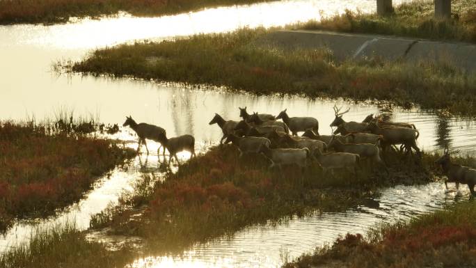 4k 盐城湿地航拍麋鹿 过河 夕阳