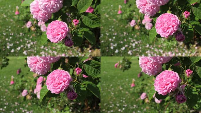 花园里的粉红色玫瑰