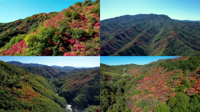 秋天唯美红枫叶甘山美景航拍C