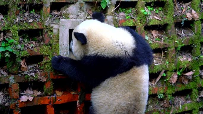 成都大熊猫基地 熊猫攀爬喝水