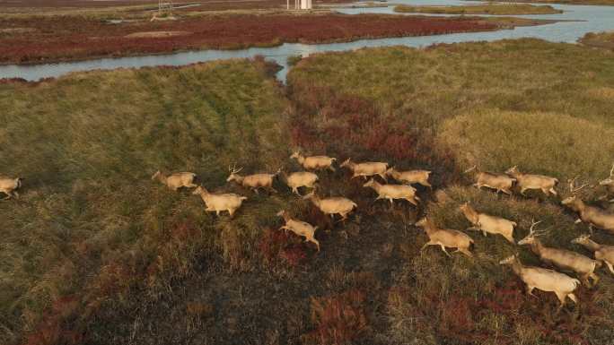 4k 盐城湿地麋鹿奔跑