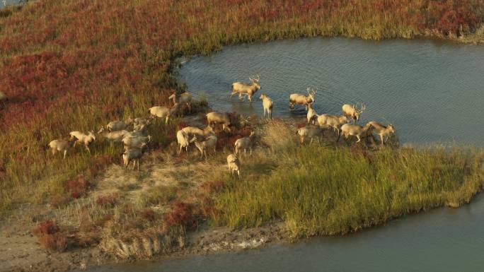 4k 盐城湿地麋鹿过河 航拍