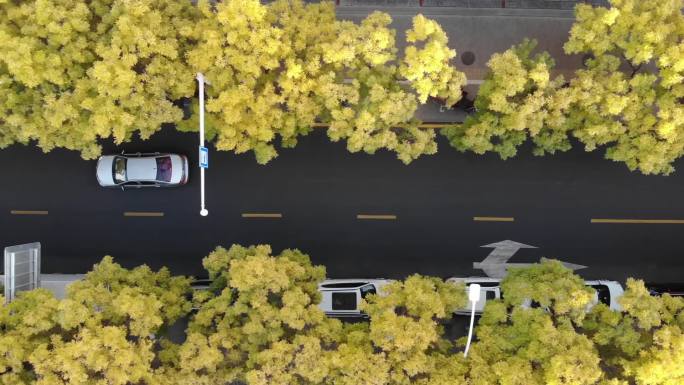 航拍西北城市市区街道秋天黄叶美景