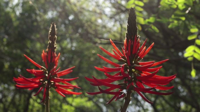 刺桐-大西洋之花唯美花朵风景风光红花绿叶