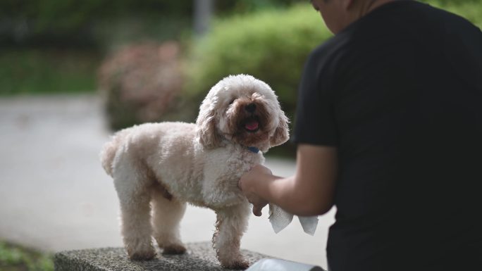 亚裔中国中年短发女性早上在公共公园清洁她的宠物狗玩具贵宾犬