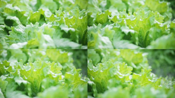 有机农场上新鲜蔬菜的微距镜头