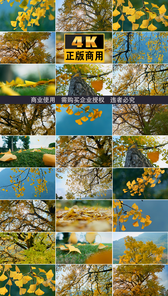秋秋天秋分银杏叶落叶银杏树叶阳光枯叶森林