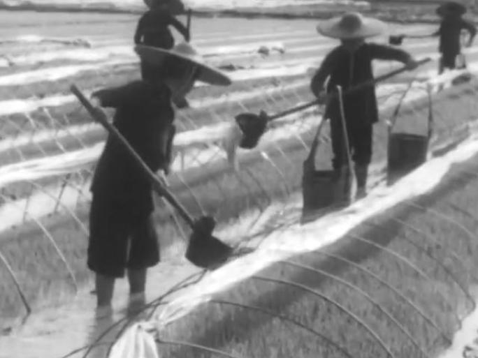 60年代 广东水稻育苗插秧种植
