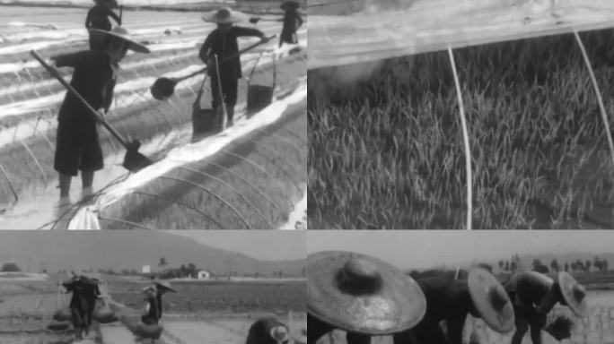 60年代 广东水稻育苗插秧种植