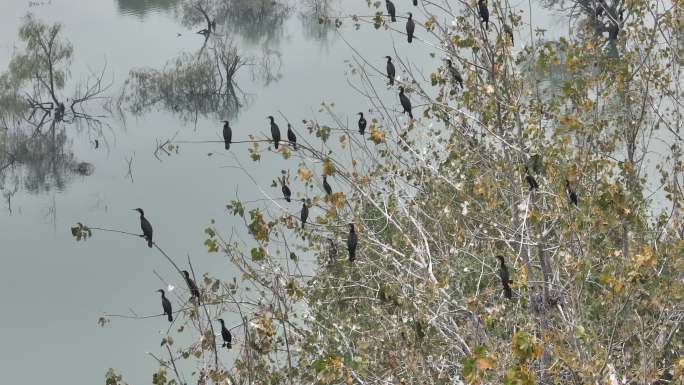 航拍襄阳汉江国家湿地公园鸬鹚候鸟自然风光