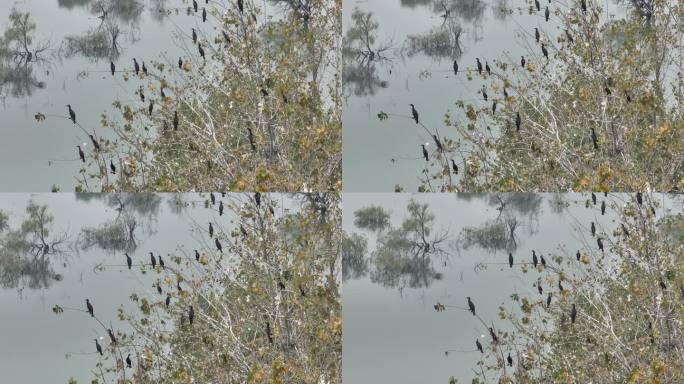 航拍襄阳汉江国家湿地公园鸬鹚候鸟自然风光