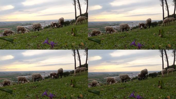 日落时，绵羊在山上吃草。背景中的西班牙小镇塞维利亚