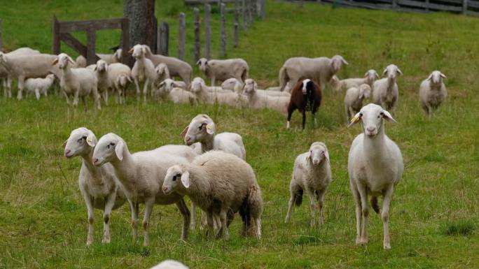 绵羊绵羊农场草地吃草