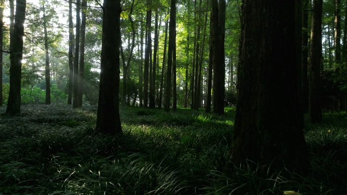 阳光穿透树林