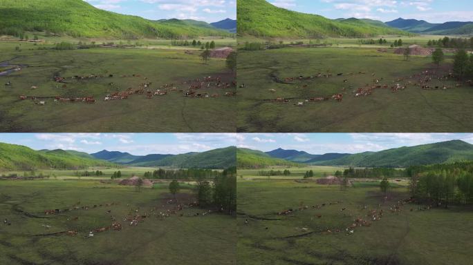 草原航拍内蒙古牛群放牧牧场