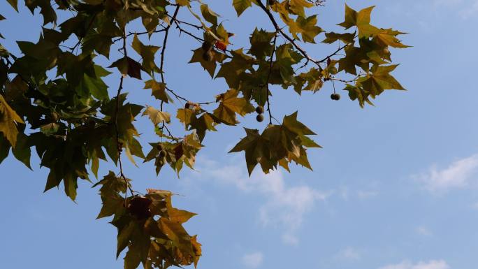 【4K实拍】30s 秋天的枫树