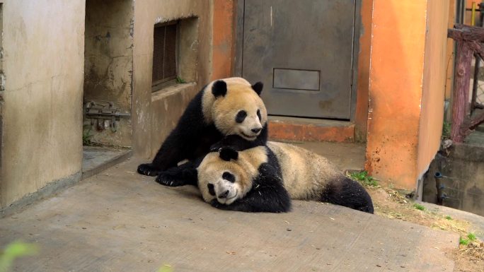 成都大熊猫基地 熊猫抱抱睡觉