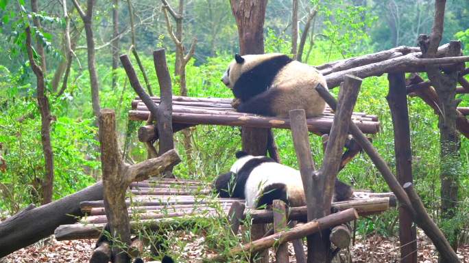 成都大熊猫基地 熊猫啃竹子 睡觉