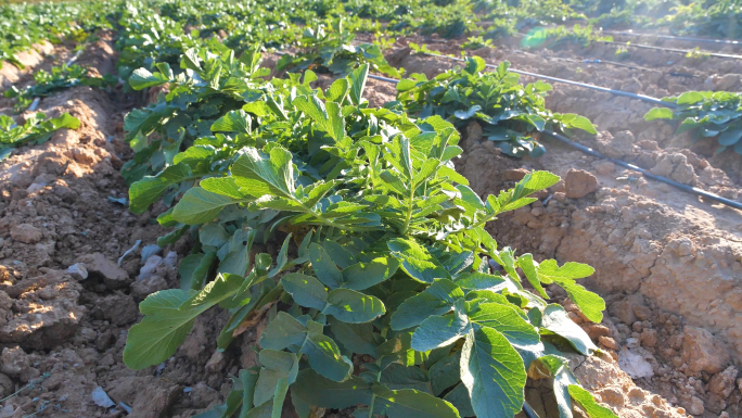 农村大萝卜种植菜田