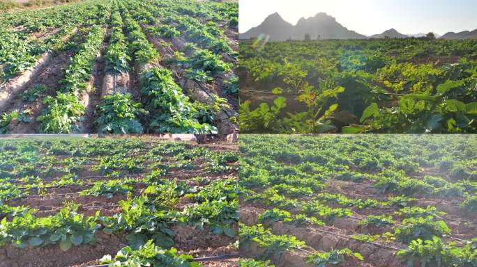 农村大萝卜种植菜田