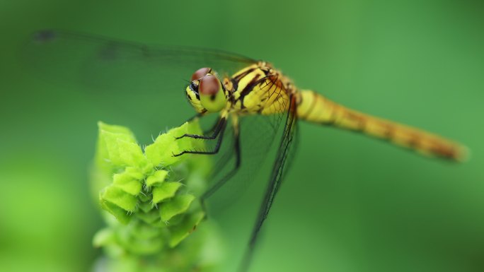 微距视频花园侧视图中的蜻蜓以慢动作飞翔