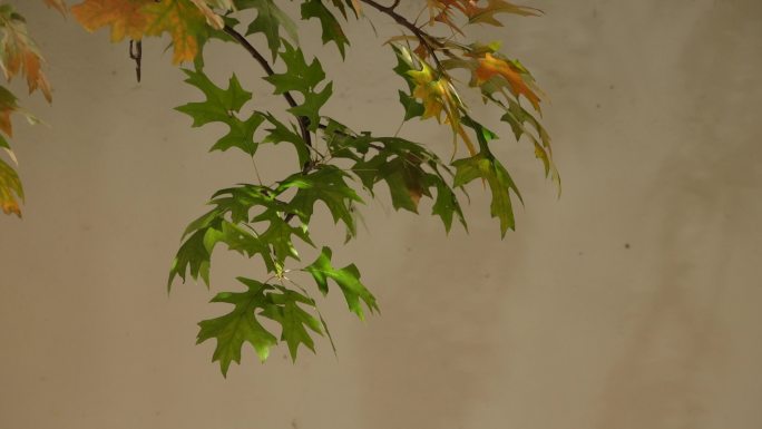深秋时节的秋景与秋叶红叶墙壁中国传统建筑