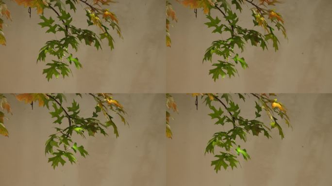 深秋时节的秋景与秋叶红叶墙壁中国传统建筑