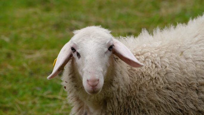 绵羊牧羊放羊羊
