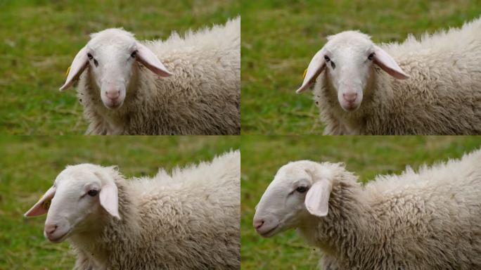 绵羊牧羊放羊羊