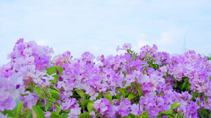 蒜香藤花特写