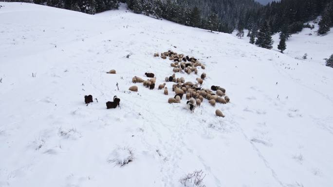 养羊。鸟瞰群羊在覆盖着厚厚积雪的山区牧场上吃草。