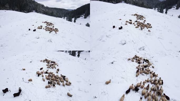 养羊。鸟瞰群羊在覆盖着厚厚积雪的山区牧场上吃草。