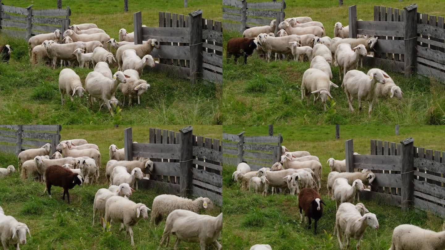 绵羊畜牧业散养放养放羊山坡草坡
